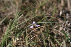 Moraea algoensis