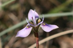 Moraea algoensis