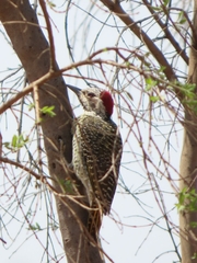 Campethera bennettii