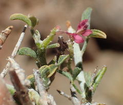 Indigofera pungens