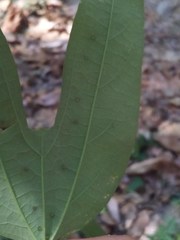 Passiflora mexicana