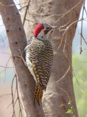 Campethera bennettii