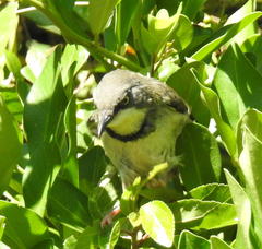 Apalis thoracica claudei