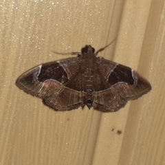 Lamprosema sinaloanensis