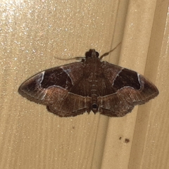 Lamprosema sinaloanensis