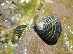 Nerita balteata