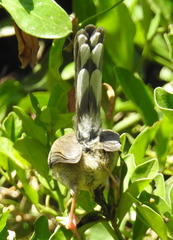 Apalis thoracica claudei