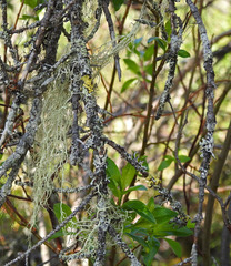 Evernia divaricata