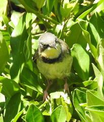 Apalis thoracica claudei