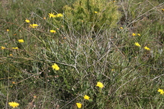Osteospermum junceum