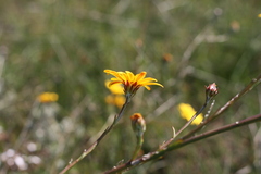 Osteospermum junceum