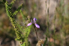 Moraea algoensis