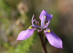 Moraea algoensis