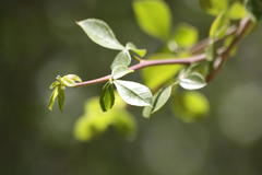 Commiphora pyracanthoides