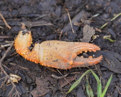 Engaeus tuberculatus