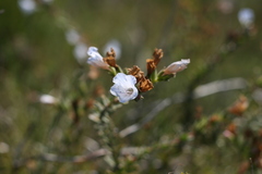 Lobostemon trigonus