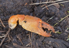 Engaeus tuberculatus