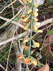 Sphaerolobium grandiflorum