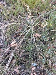 Sphaerolobium grandiflorum