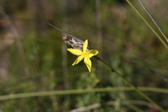 Bobartia orientalis