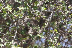 Commiphora pyracanthoides