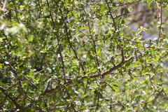 Commiphora pyracanthoides