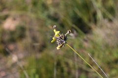 Bobartia orientalis