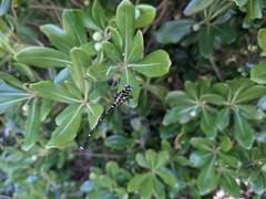 Burmagomphus vermicularis