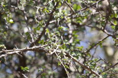 Commiphora pyracanthoides