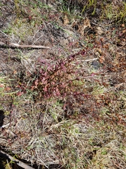 Hypericum kouytchense