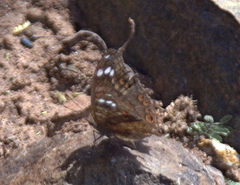 Junonia natalica natalica
