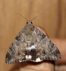 Achaea catella