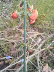 Sphaerolobium grandiflorum