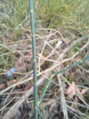 Sphaerolobium grandiflorum