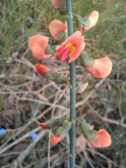 Sphaerolobium grandiflorum
