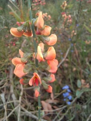 Sphaerolobium grandiflorum