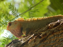 Calotes versicolor