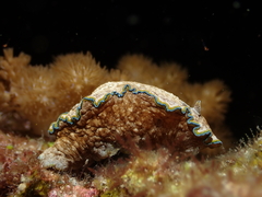 Glossodoris acosti