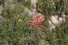 Tritoniopsis intermedia