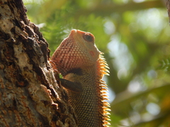 Calotes versicolor