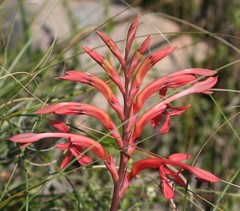 Tritoniopsis intermedia