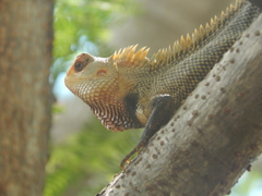 Calotes versicolor