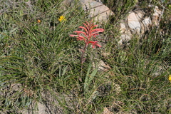 Tritoniopsis intermedia