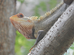 Calotes versicolor