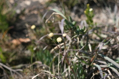 Curio crassulifolius