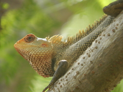 Calotes versicolor