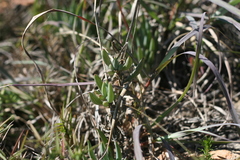 Curio crassulifolius