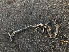 Orientocoluber spinalis