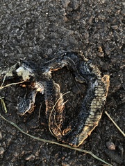 Orientocoluber spinalis