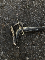 Orientocoluber spinalis